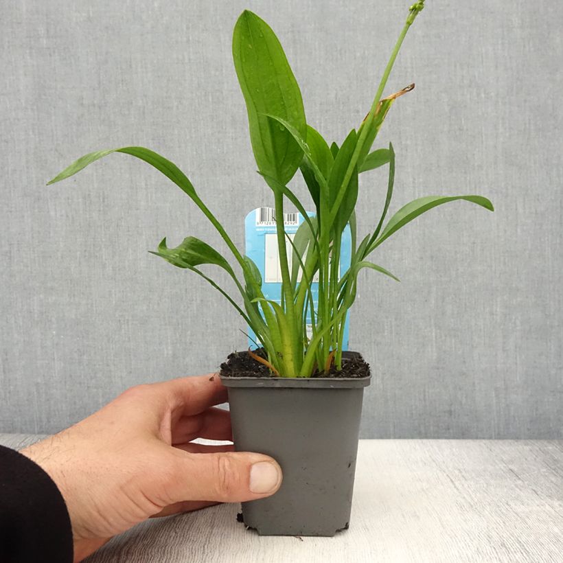 Exemplar von Sagittaria graminea - Grasblättriges Pfeilkraut Kleine Töpfe von 8/9 cm wie im Frühjahr geliefert