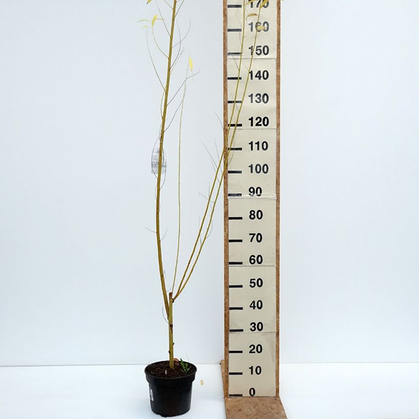 Exemplar von Silber-Weide Golden Ness - Salix alba Topf mit 4L/5L wie im Herbst geliefert