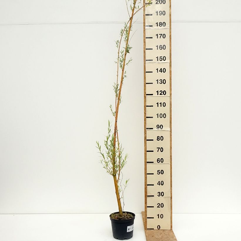 Exemplar von Silber-Weide Golden Ness - Salix alba Topf mit 4L/5L wie im Sommer geliefert