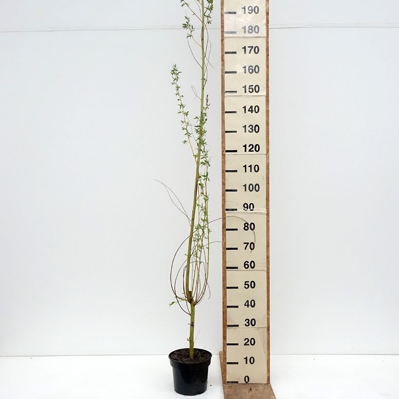 Exemplar von Silber-Weide Golden Ness - Salix alba Topf mit 4L/5L wie im Frühjahr geliefert