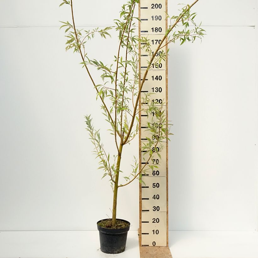 Exemplar von Silber-Weide Strachowo - White Willow, Common Willow Topf mit 7,5L/10L wie im Sommer geliefert