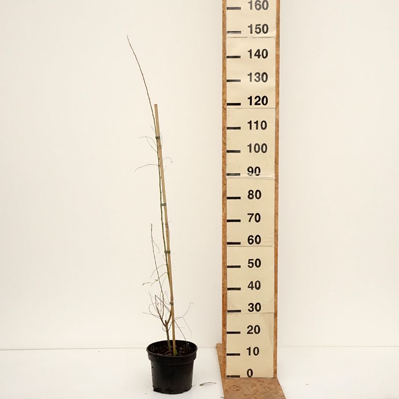 Exemplar von Ohr-Weide Büchelberg - Salix aurita Topf mit 4L/5L wie im Herbst geliefert