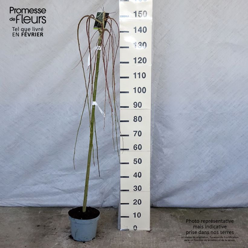 Exemplar von Sal-Weide Kilmarnock - Salix caprea Topf mit 4L/5L wie im Winter geliefert