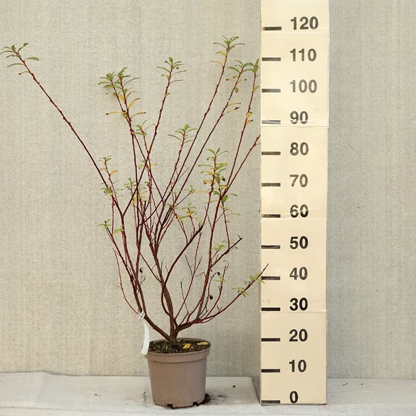 Exemplar von Rosa Riesen-Salweide Mount Aso - Salix gracilistyla Topf mit 4L/5L wie im Herbst geliefert