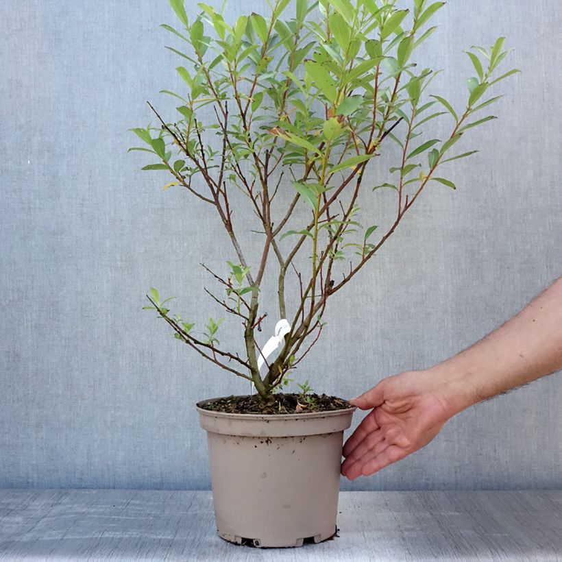 Exemplar von Rosa Riesen-Salweide Mount Aso - Salix gracilistyla Topf mit 4L/5L wie im Sommer geliefert
