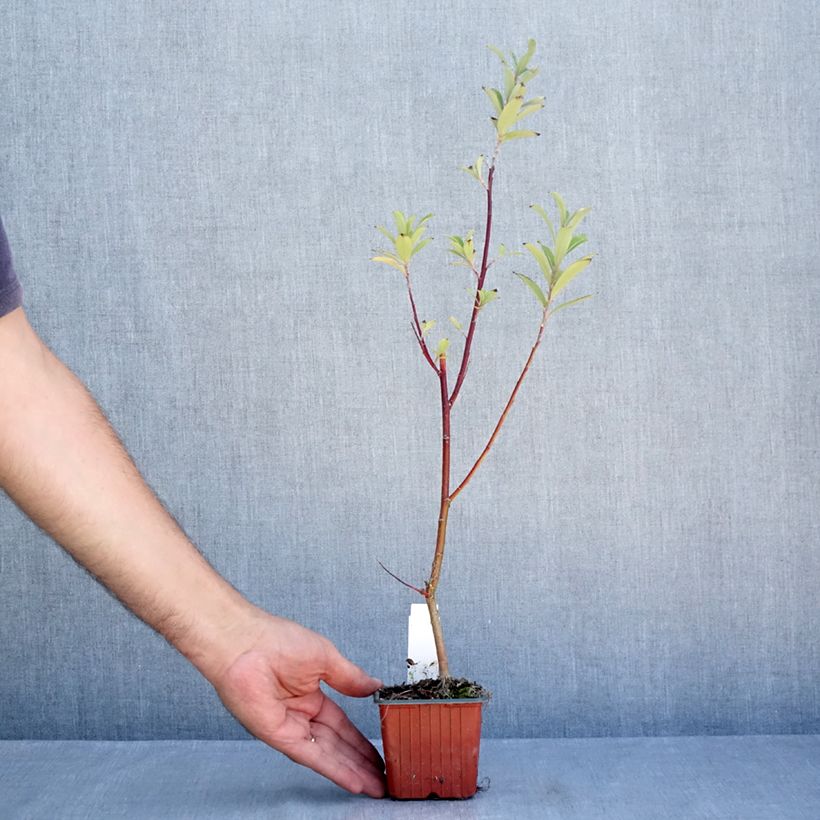 Exemplar von Rosa Riesen-Salweide Mount Aso - Salix gracilistyla Kleine Töpfe von 8/9 cm wie im Sommer geliefert