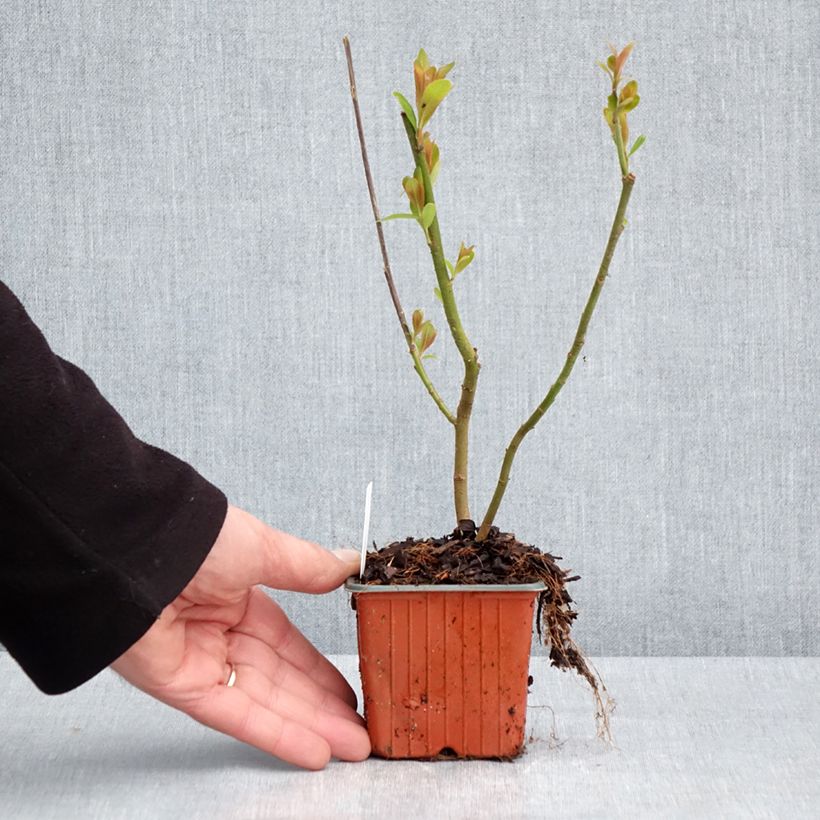 Exemplar von Rosa Riesen-Salweide Mount Aso - Salix gracilistyla Kleine Töpfe von 8/9 cm wie im Frühjahr geliefert