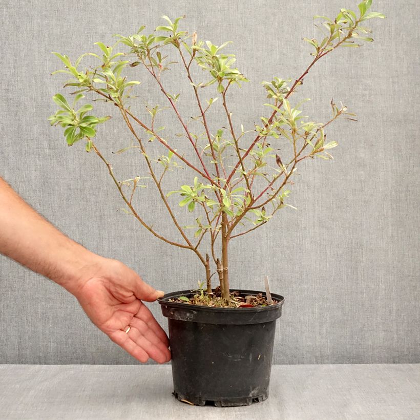 Exemplar von Rosa Riesen-Salweide Mount Aso - Salix gracilistyla Topf mit 2L/3L wie im Sommer geliefert