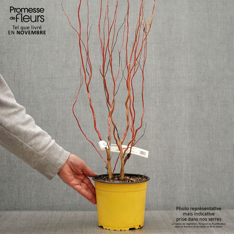 Exemplar von Lockenweide - Salix erythroflexuosa Topf mit 3L/4L wie im Herbst geliefert