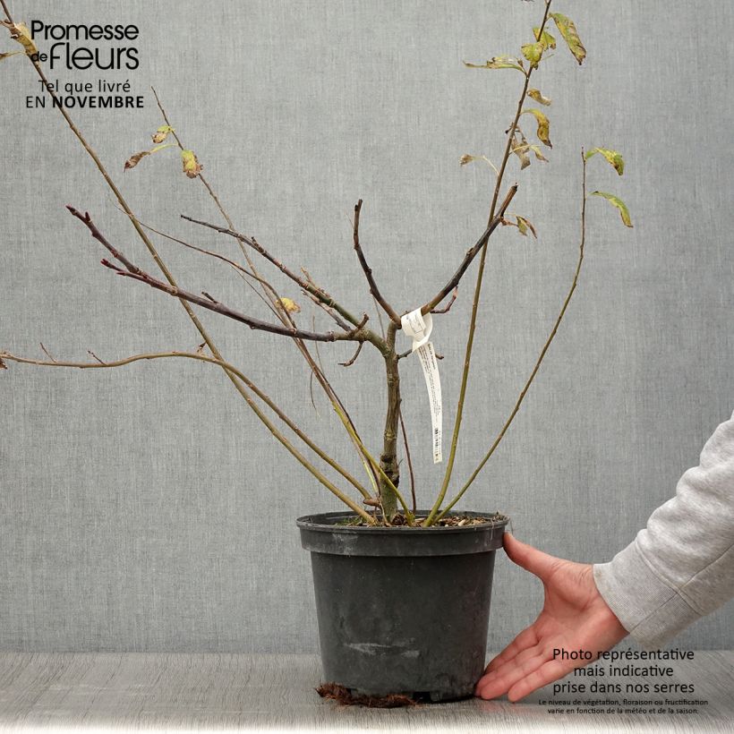 Exemplar von Farges Weide - Salix fargesii Topf mit 4L/5L wie im Herbst geliefert