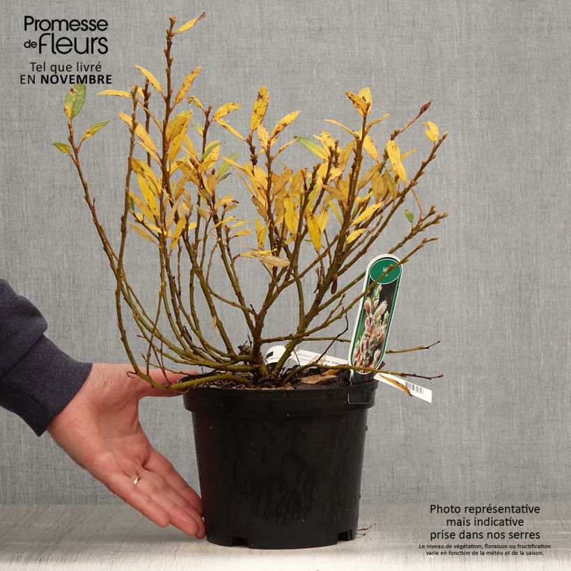 Exemplar von Schweizer Weide - Salix helvetica Topf mit 2L/3L wie im Herbst geliefert