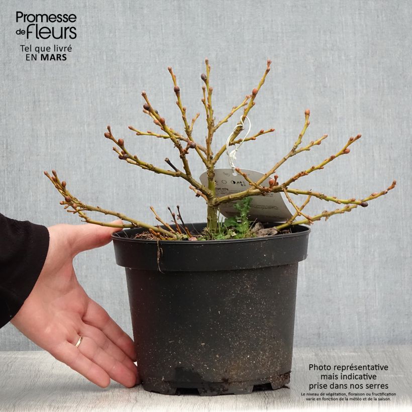 Exemplar von Filzige Weide - Salix lanata Topf mit 2L/3L wie im Frühjahr geliefert