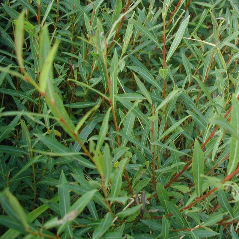 Purpur-Weide - Salix purpurea (Laub)