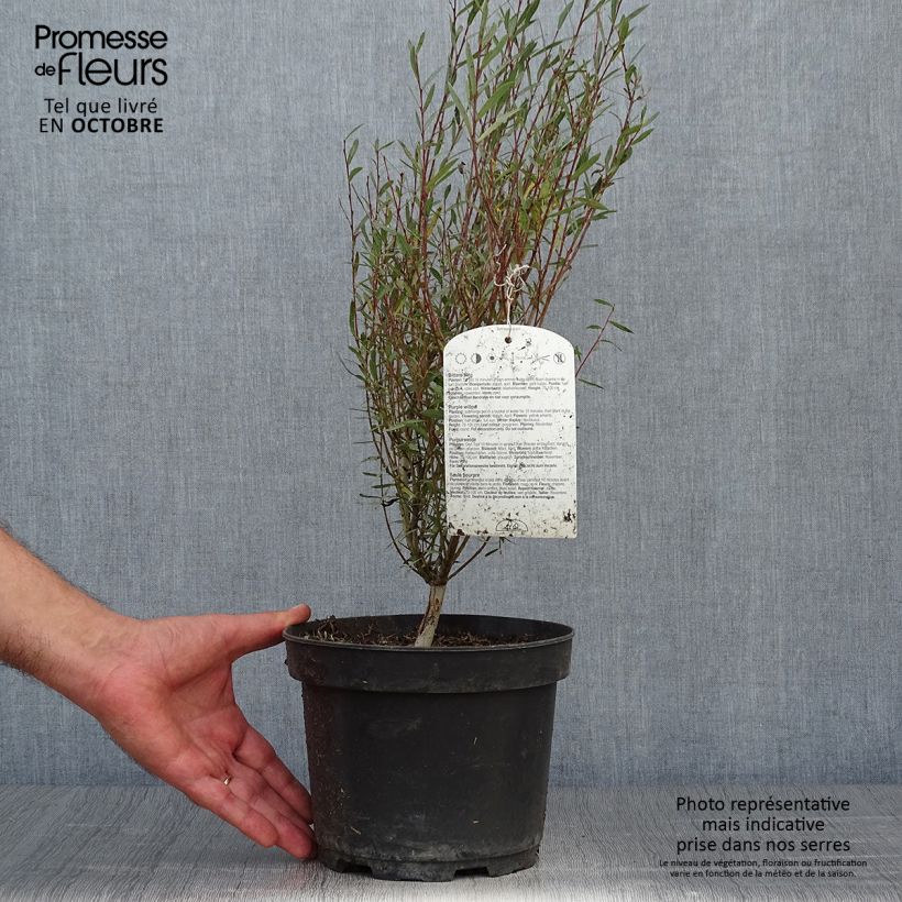Exemplar von Purpur-Weide Nana - Salix purpurea Topf mit 2L/3L wie im Herbst geliefert