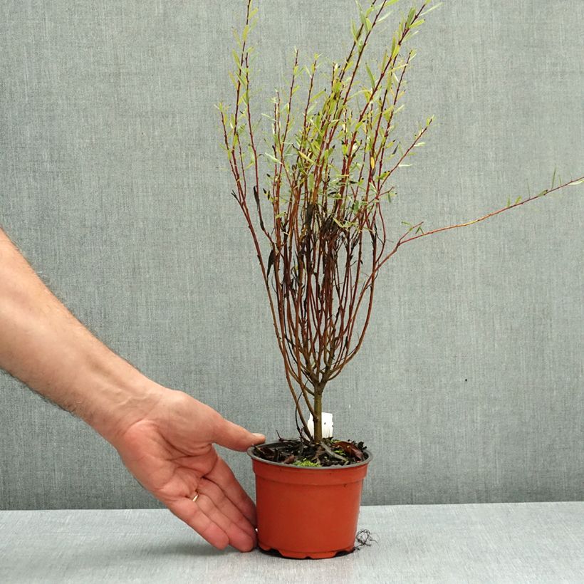 Exemplar von Purpur-Weide Nana - Salix purpurea Kleine Töpfe von 8/9 cm wie im Herbst geliefert