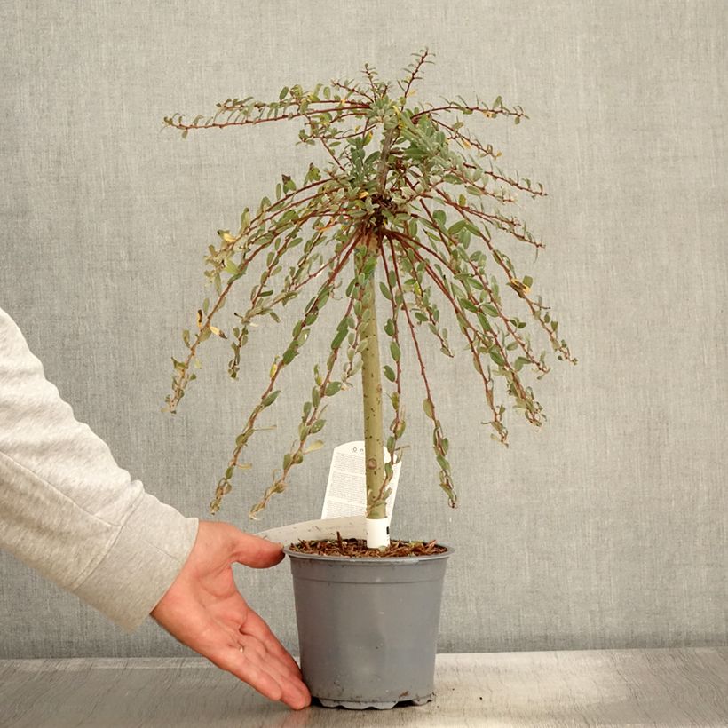 Exemplar von Kriech-Weide Armando - Salix repens Topf mit 1,5L/2L wie im Herbst geliefert