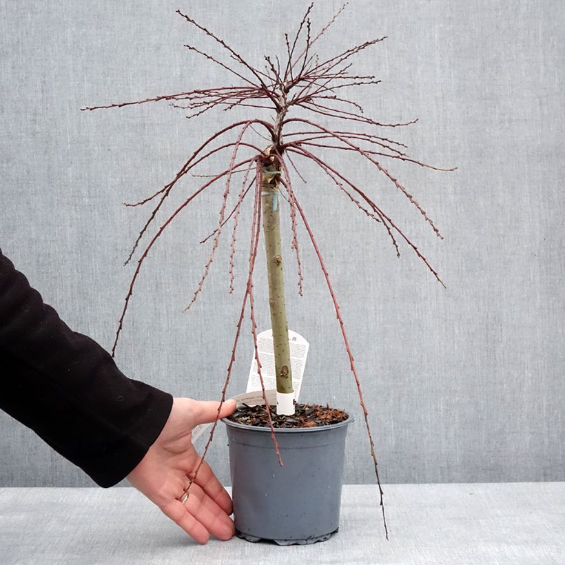 Exemplar von Kriech-Weide Armando - Salix repens Topf mit 1,5L/2L wie im Winter geliefert