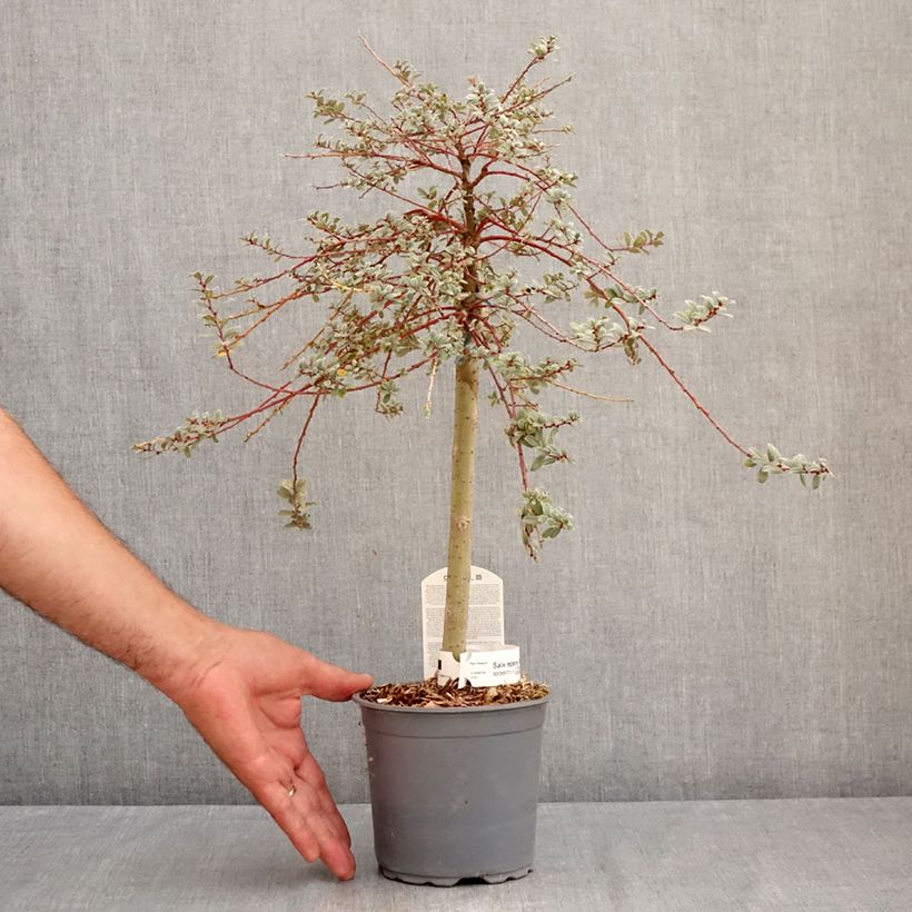 Exemplar von Kriech-Weide Armando - Salix repens Topf mit 1,5L/2L, Mini-Stammrose wie im Sommer geliefert