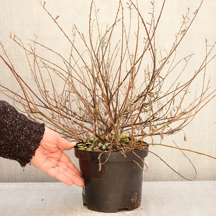 Exemplar von Kriech-Weide Nitida - Salix repens Topf mit 2L/3L wie im Winter geliefert