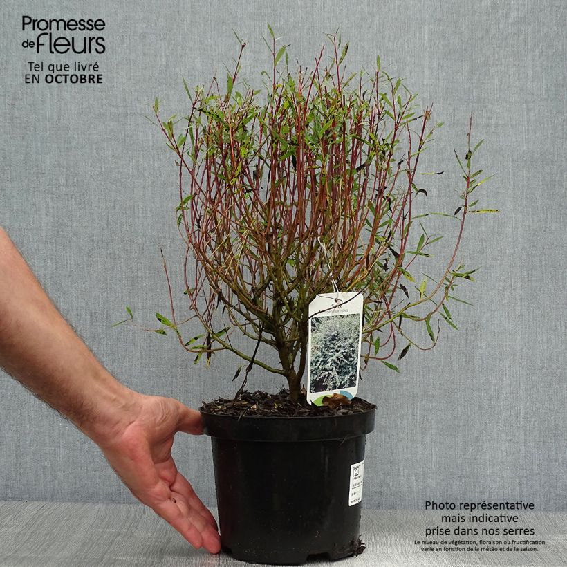 Exemplar von Kriech-Weide - Salix repens Topf mit 2L/3L wie im Herbst geliefert