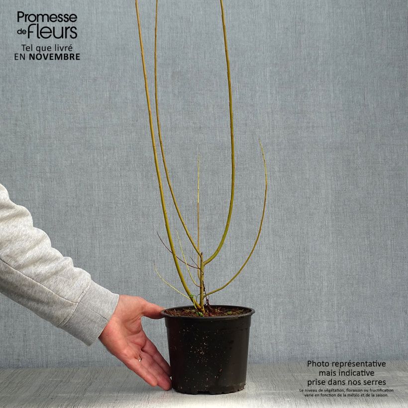 Exemplar von Korb-Weide - Salix viminalis Topf mit 1,5L/2L wie im Herbst geliefert