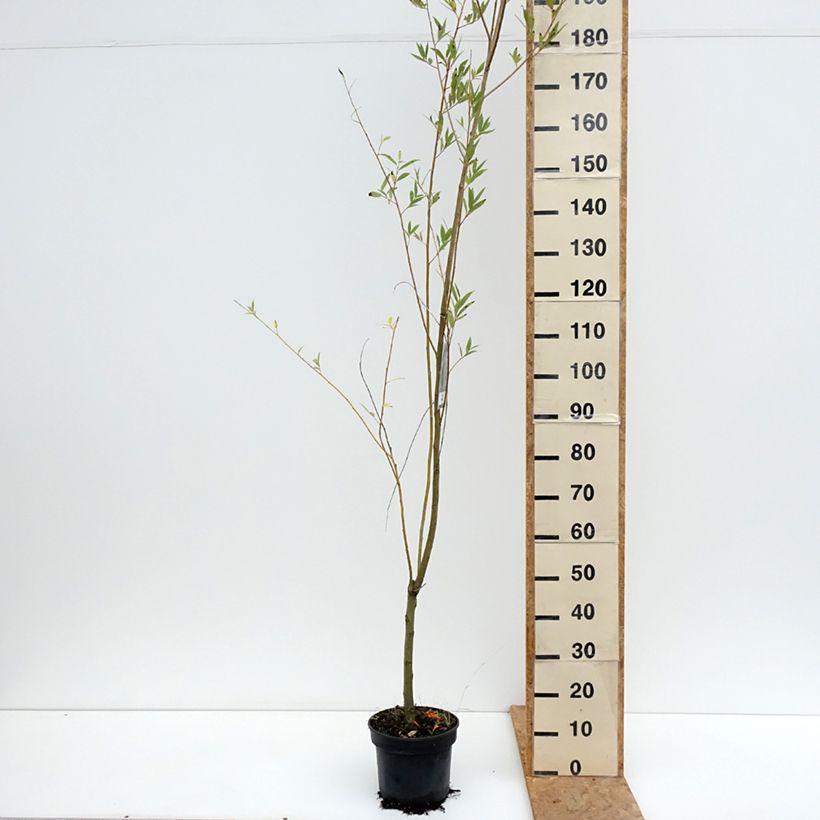 Exemplar von Knack-Weide Bullata - Salix x fragilis Topf mit 4L/5L wie im Sommer geliefert