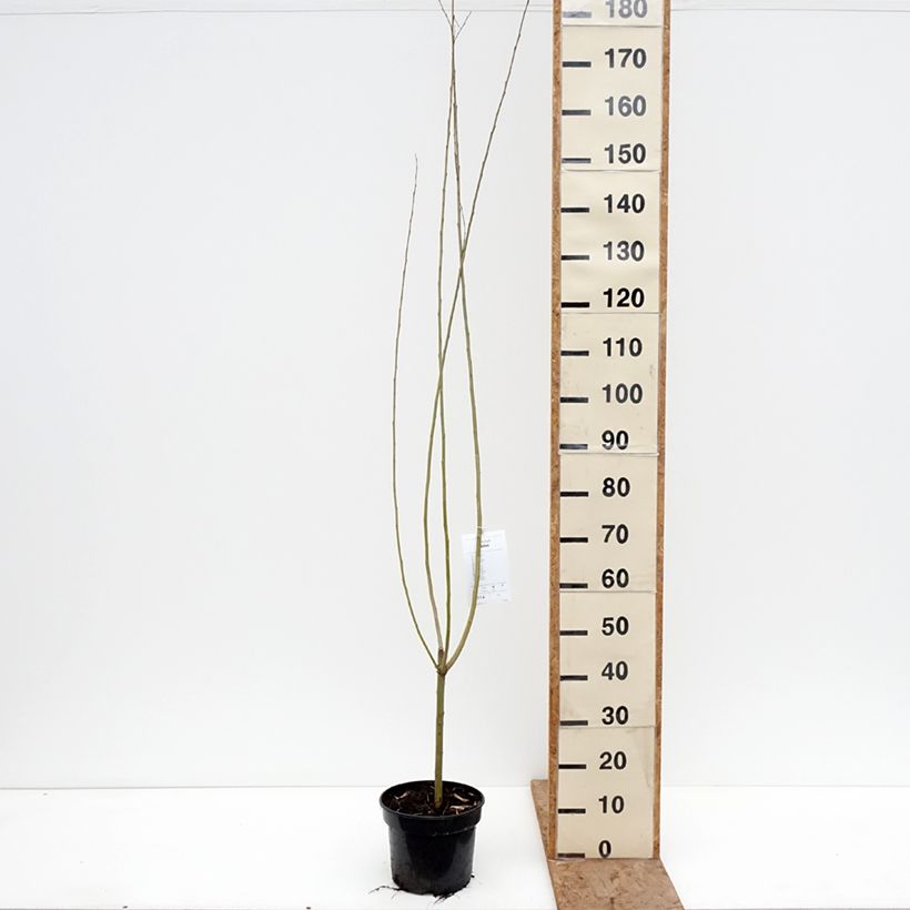 Exemplar von Knack-Weide Bullata - Salix x fragilis Topf mit 4L/5L wie im Winter geliefert