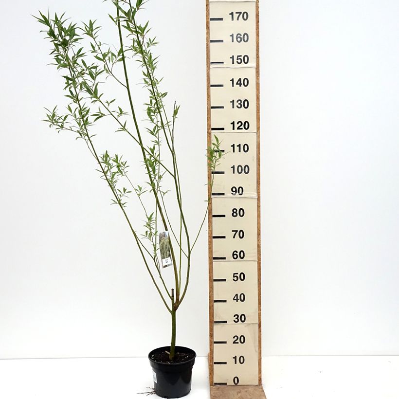 Exemplar von Knack-Weide Bullata - Salix x fragilis Topf mit 4L/5L wie im Frühjahr geliefert