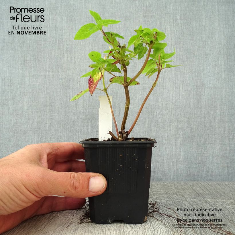 Exemplar von Salvia guaranitica Amante - Guarani-Salbei Kleine Töpfe von 8/9 cm wie im Herbst geliefert