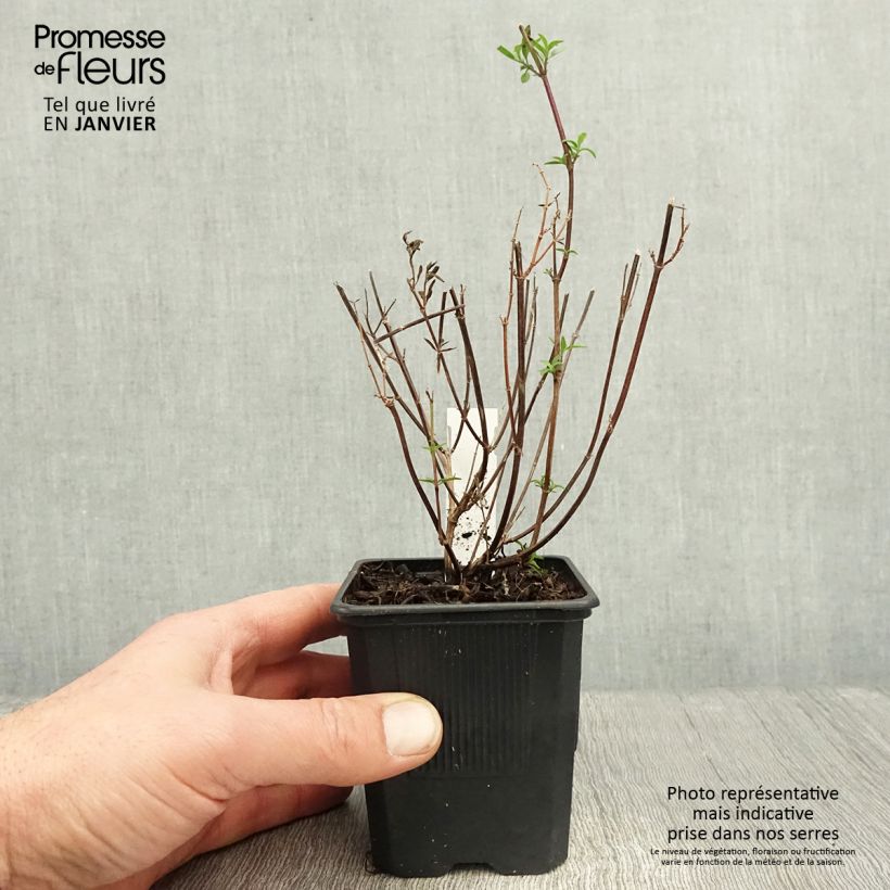 Exemplar von Salvia Dyson's Joy - Ziersalbei Kleine Töpfe von 8/9 cm wie im Winter geliefert