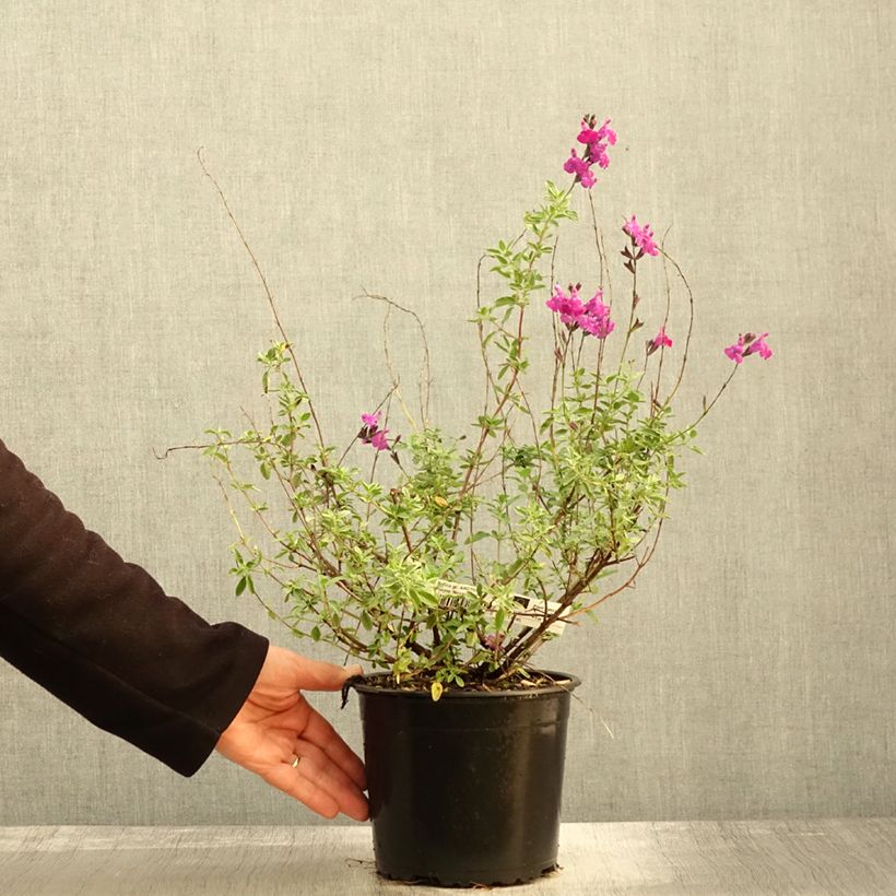 Exemplar von Salvia greggii ARCTIC BLAZE Purple - Strauchiger Salbei Topf mit 2L/3L wie im Herbst geliefert