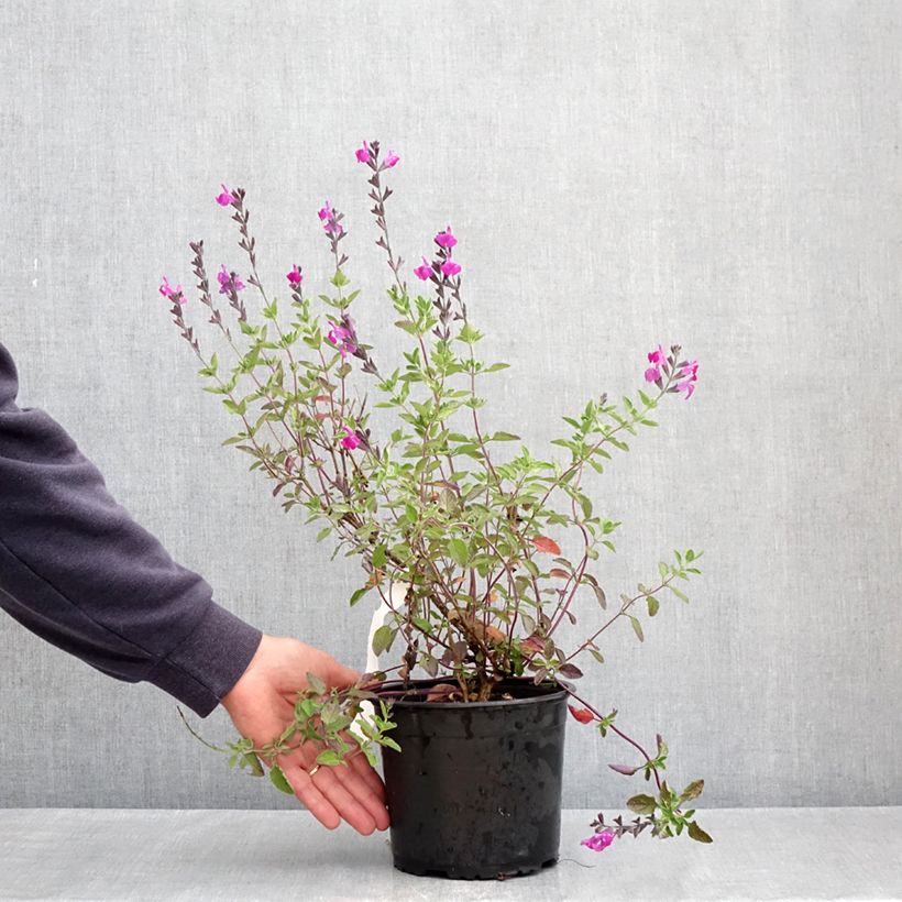 Exemplar von Salvia greggii ARCTIC BLAZE Purple - Strauchiger Salbei Topf mit 2L/3L wie im Frühjahr geliefert