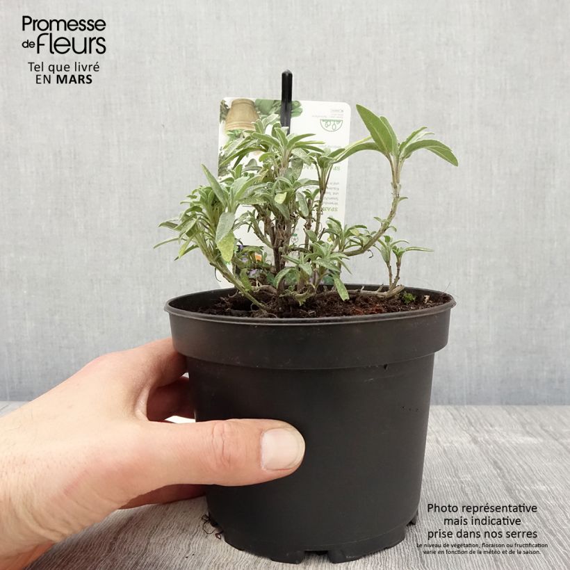 Exemplar von Lavendelblättriger Salbei - Salvia lavandulifolia Topf mit 1,5L/2L wie im Frühjahr geliefert