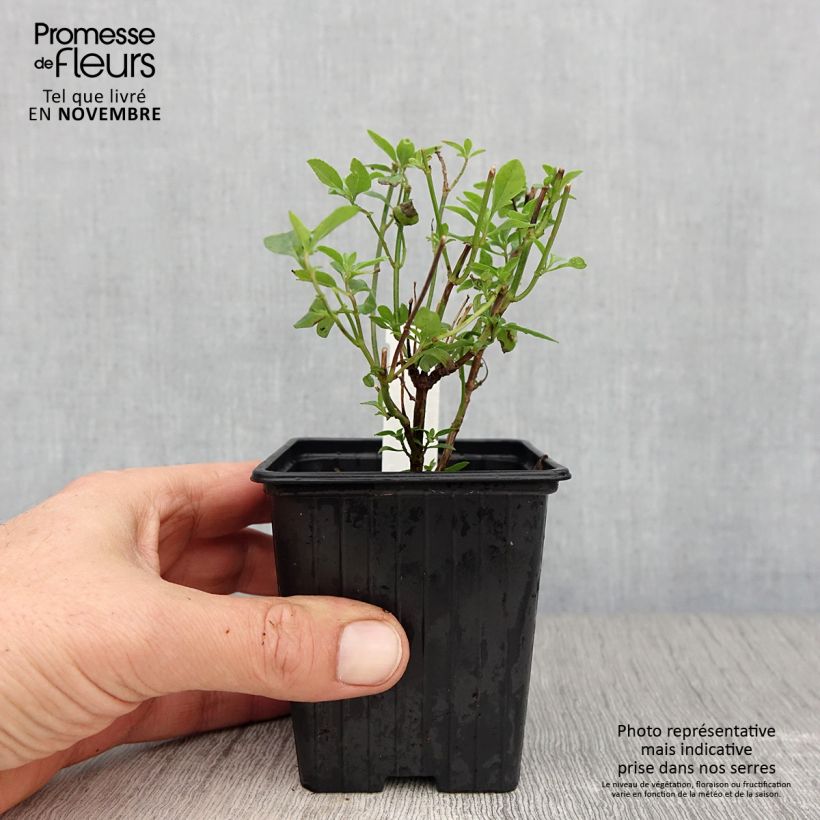 Exemplar von Salvia microphylla Delice Aquamarine Kleine Töpfe von 8/9 cm wie im Herbst geliefert
