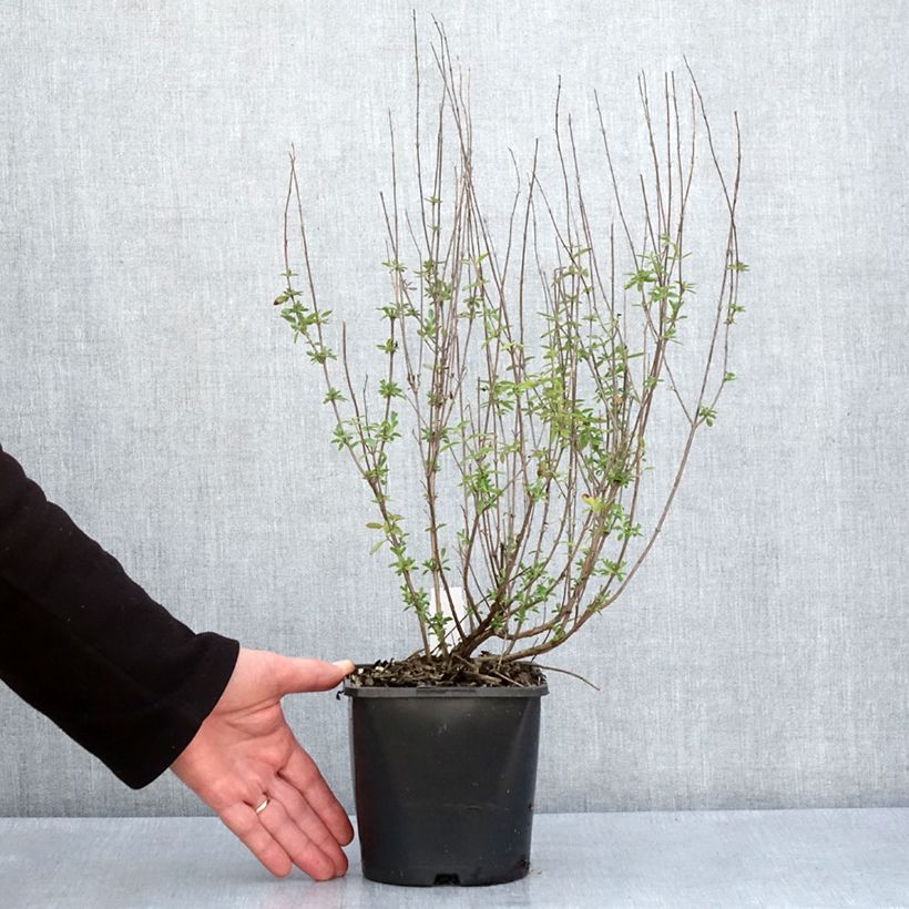 Exemplar von Salvia Delice Fiona - Ziersalbei Topf mit 2L/3L wie im Frühjahr geliefert