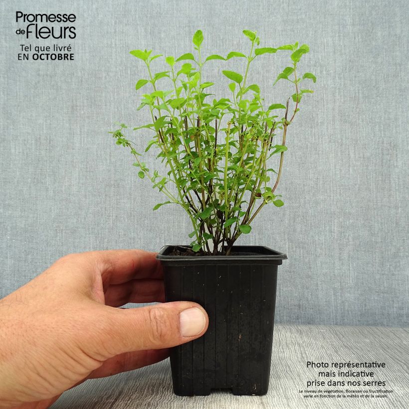 Exemplar von Salvia microphylla Little Kiss Kleine Töpfe von 8/9 cm wie im Herbst geliefert