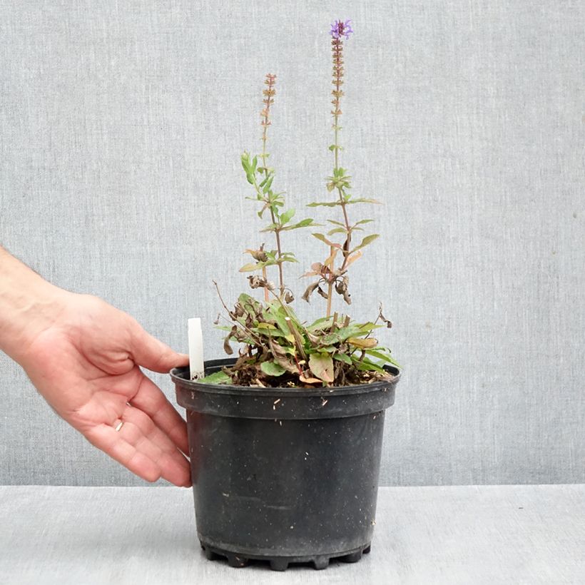 Exemplar von Salvia nemorosa Blue Marvel - Steppen-Salbei Topf mit 2L/3L wie im Herbst geliefert