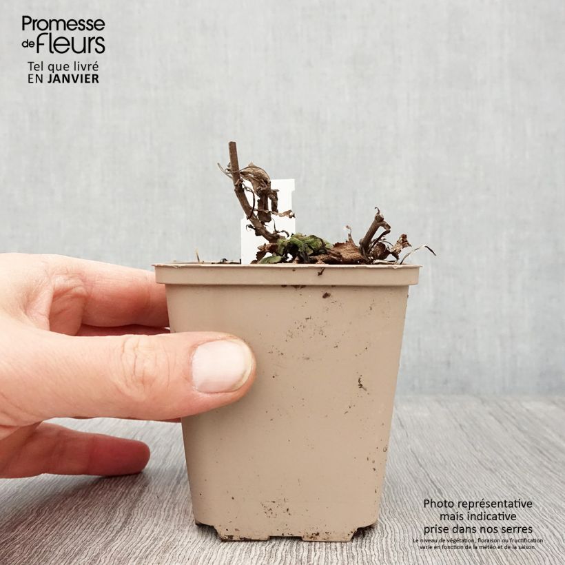 Exemplar von Salvia nemorosa Bumblesky - Steppen-Salbei Kleine Töpfe von 8/9 cm wie im Winter geliefert