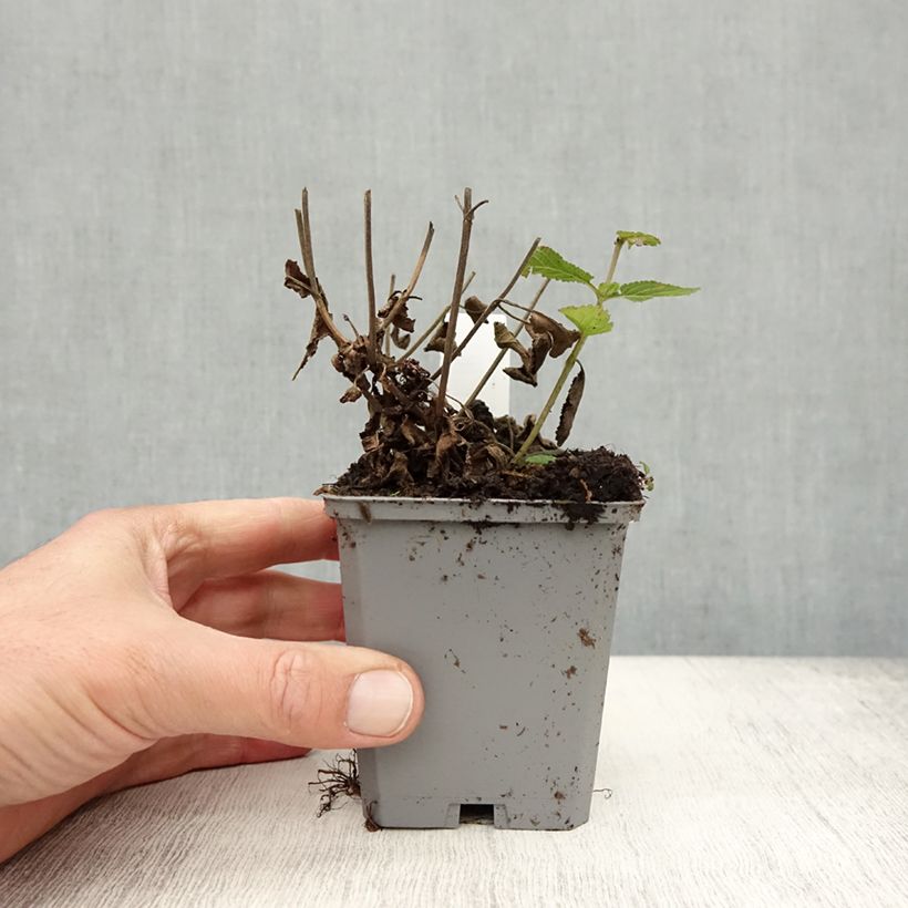 Exemplar von Salvia nemorosa Caradonna Compact - Steppen-Salbei Kleine Töpfe von 8/9 cm wie im Herbst geliefert