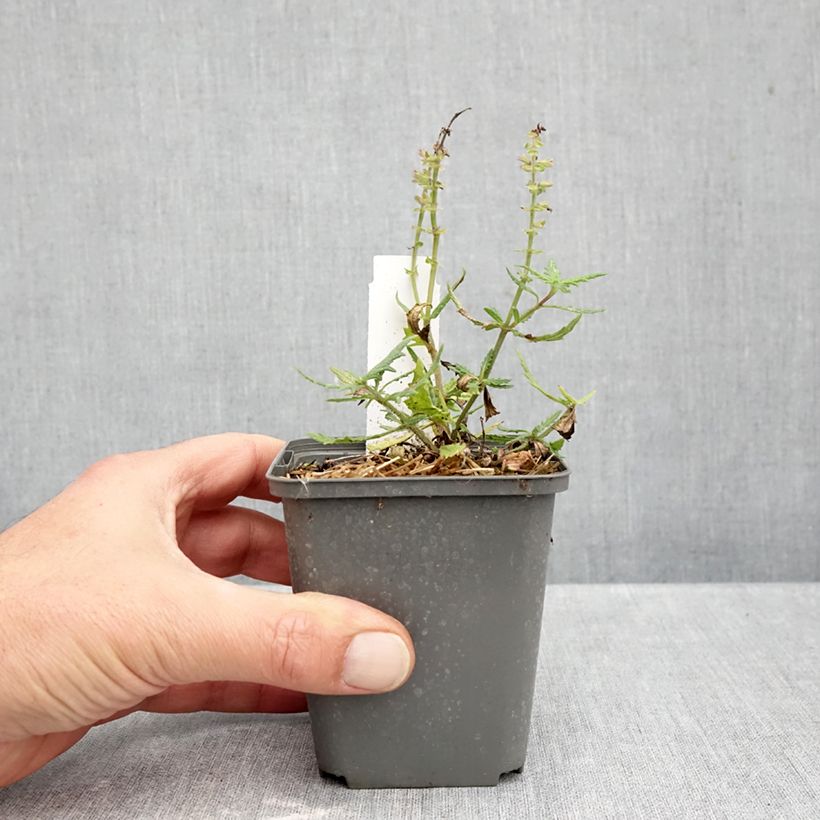 Exemplar von Salvia nemorosa Feathers Flamingo - Steppen-Salbei Kleine Töpfe von 7/8 cm wie im Herbst geliefert