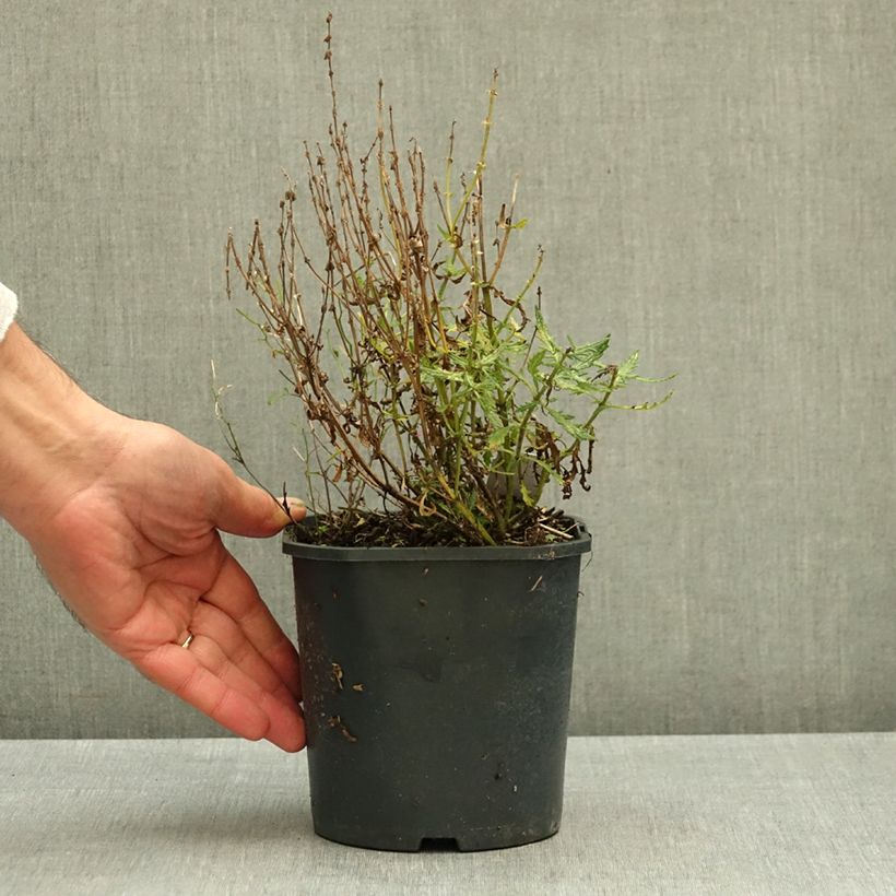 Exemplar von Salvia nemorosa Feathers Flamingo - Steppen-Salbei Topf mit 1L/1,5L wie im Herbst geliefert