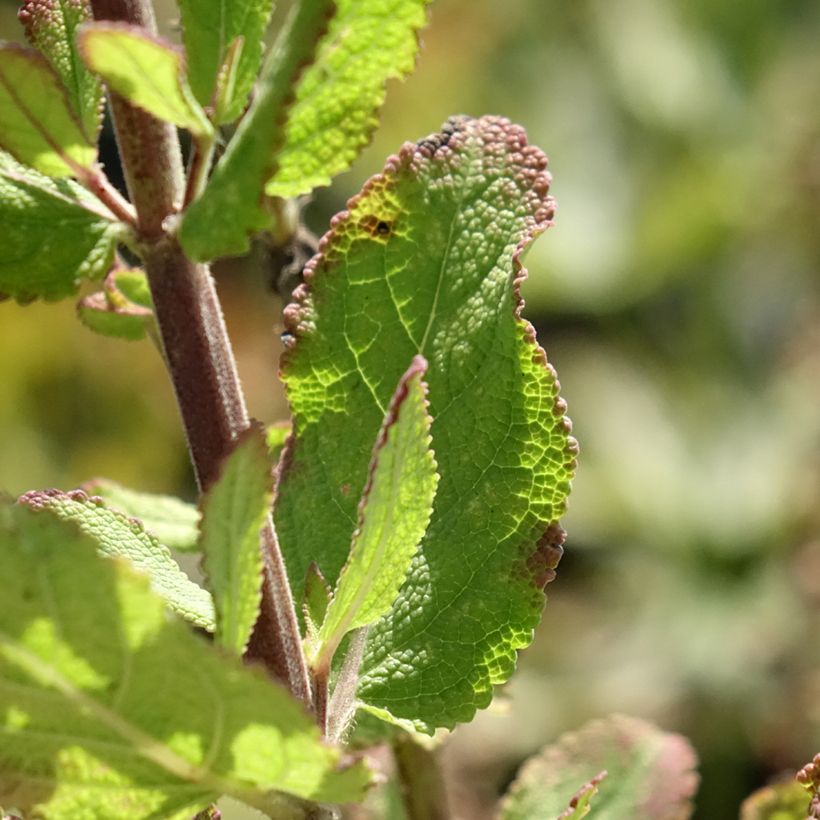 Salvia sylvestris Katsjing - Steppen-Salbei (Laub)