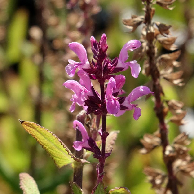 Salvia sylvestris Katsjing - Steppen-Salbei (Blüte)