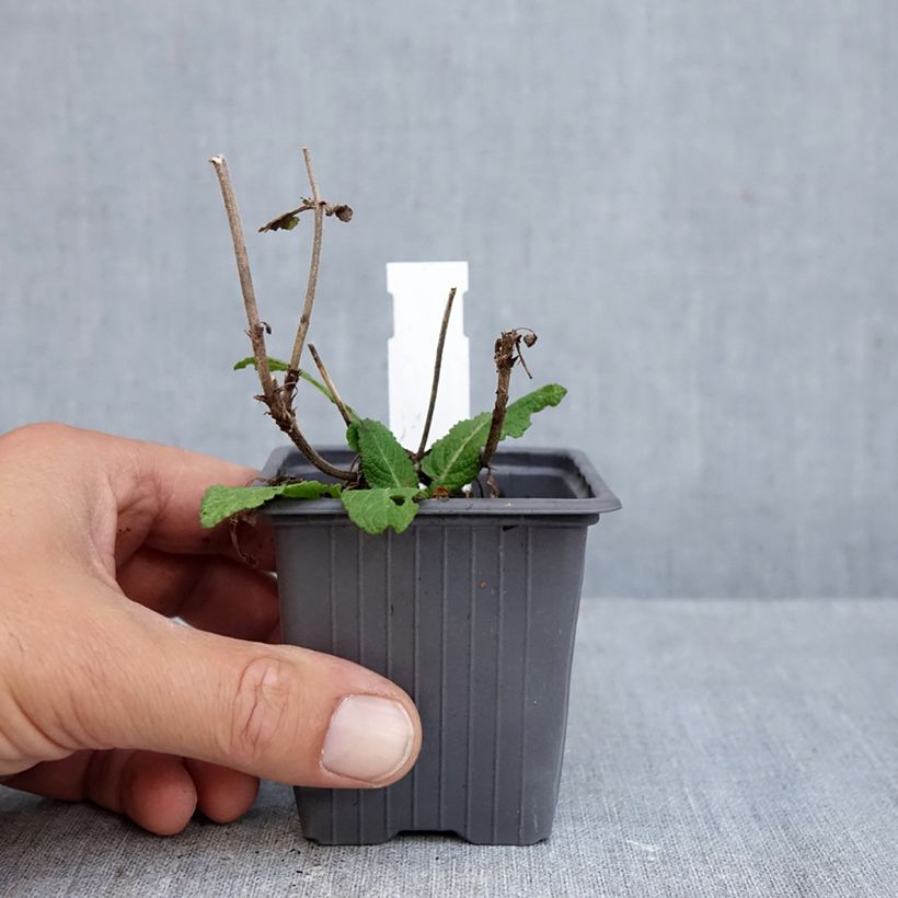 Exemplar von Salvia sylvestris Katsjing - Steppen-Salbei Kleine Töpfe von 8/9 cm wie im Herbst geliefert