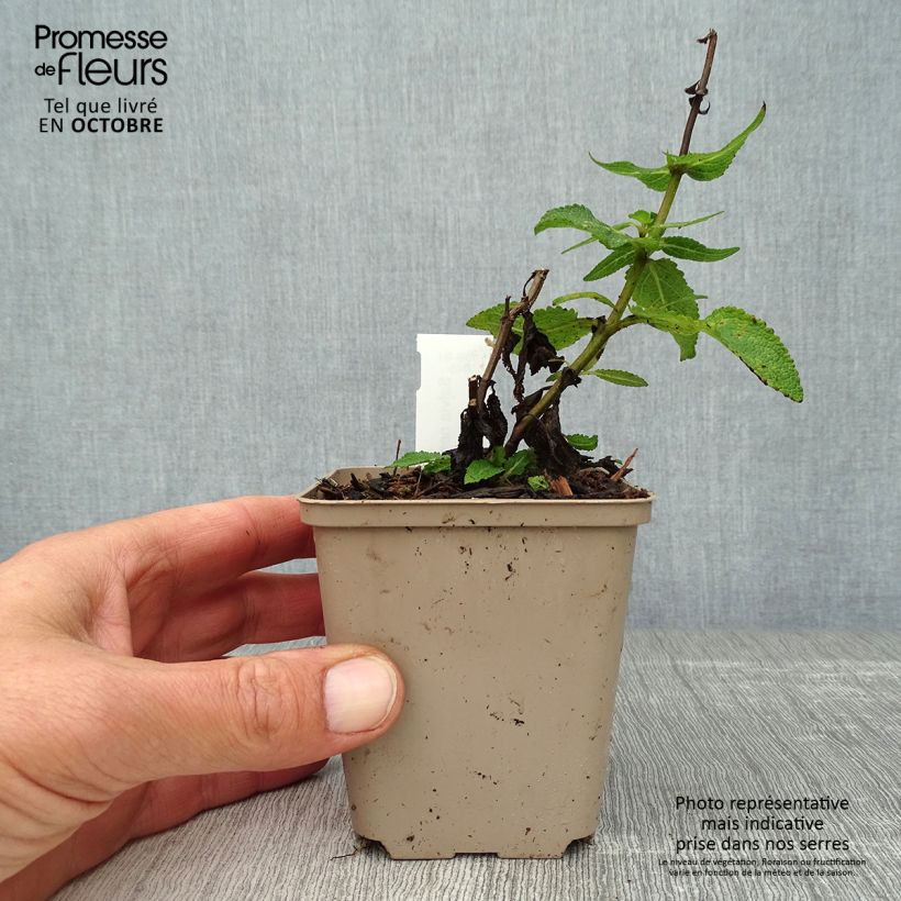 Exemplar von Salvia nemorosa Lubecca - Steppen-Salbei Kleine Töpfe von 8/9 cm wie im Herbst geliefert