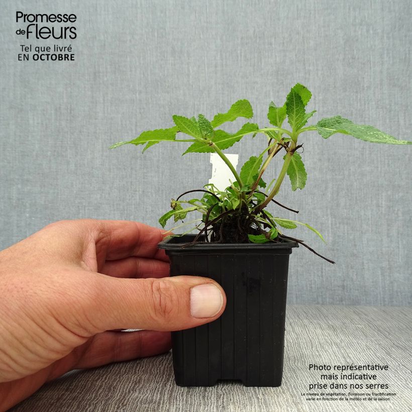 Exemplar von Salvia nemorosa Mainacht - Steppen-Salbei Kleine Töpfe von 8/9 cm wie im Herbst geliefert