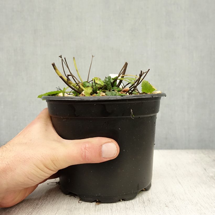 Exemplar von Salvia nemorosa Mainacht - Steppen-Salbei Topf mit 2L/3L wie im Herbst geliefert