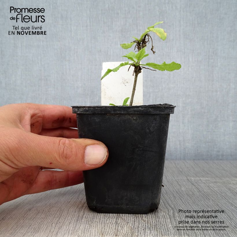 Exemplar von Salvia nemorosa Marcus - Steppen-Salbei Kleine Töpfe von 8/9 cm wie im Herbst geliefert