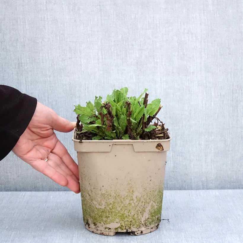 Exemplar von Salvia nemorosa Midnight Rose - Steppen-Salbei Topf mit 2L/3L wie im Frühjahr geliefert