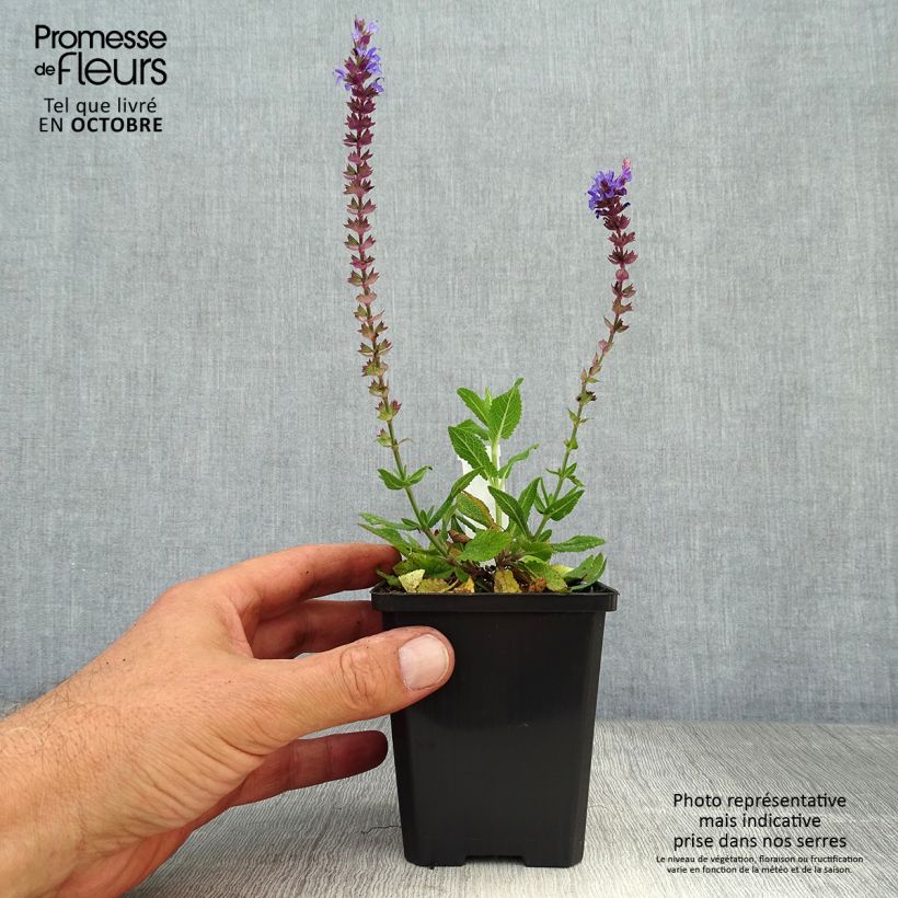Exemplar von Salvia nemorosa Ostfriesland - Steppen-Salbei Kleine Töpfe von 8/9 cm wie im Herbst geliefert